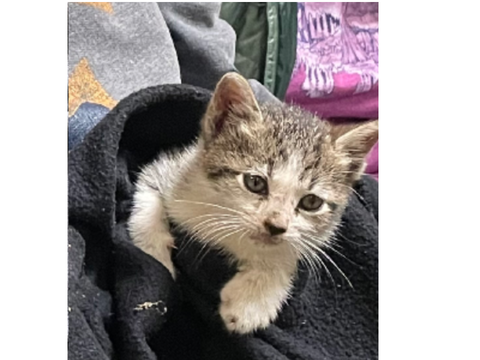 cat