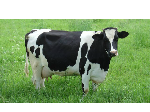 Cow Picture