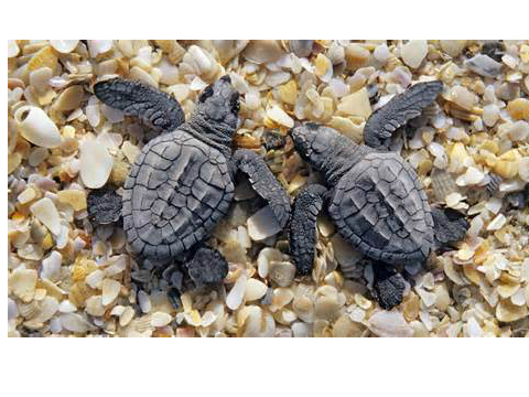Cute baby animals!