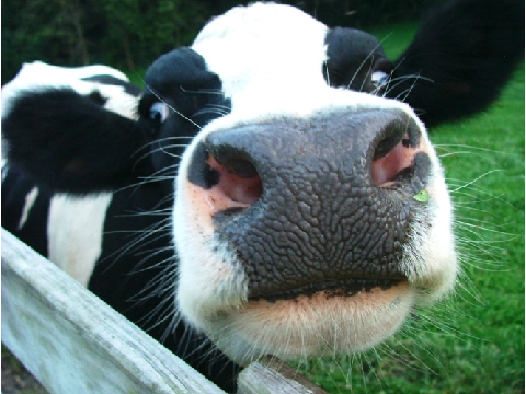 Cow Picture 2