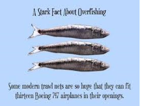 Save Our Seas Report.