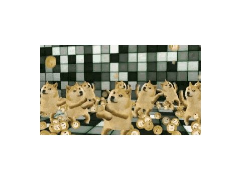 DOGE PARTY!!!!!!