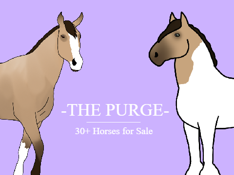 THE PURGE: 20+ Horses for Sale