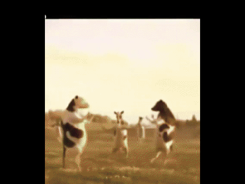 COWS DANCIN