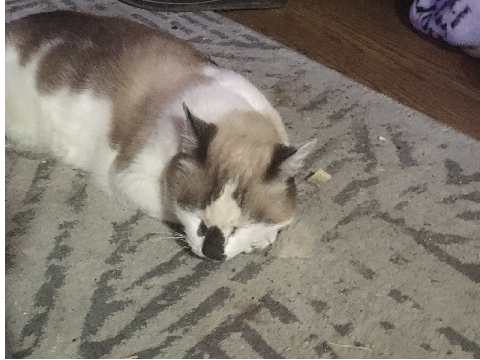 random pictures of my cats