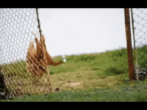 Shaky Chicken. remix
