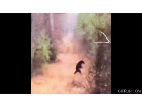 Doggo SPEED