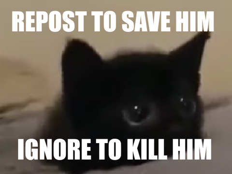 REPOST TO JOIN THE YT CAT PARTYYYYYYYYYYYY