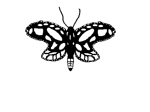 Butterfly!