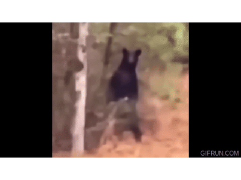 Bear SPEED
