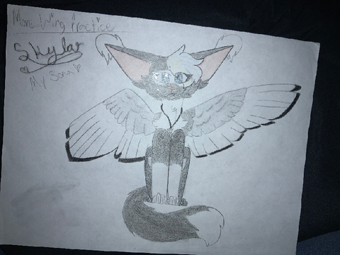 Pfp Contest