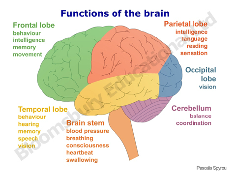 The Brain and what it does
