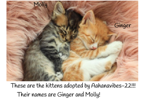 Newly adopted cats!!!!!!