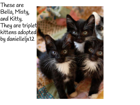 Newly adopted kittens!!!