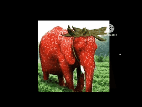strawberry elephant