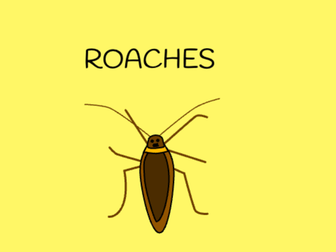 ROACHES