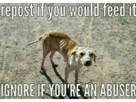 Repost If you are against animal cruelty! remix remix remix