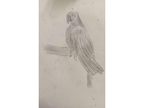 My entry! || Art contest entry!