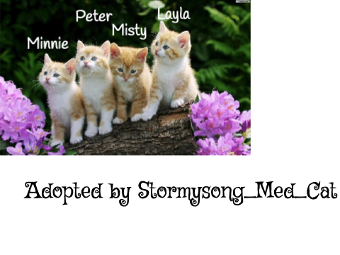 Newly adopted kittens!!!