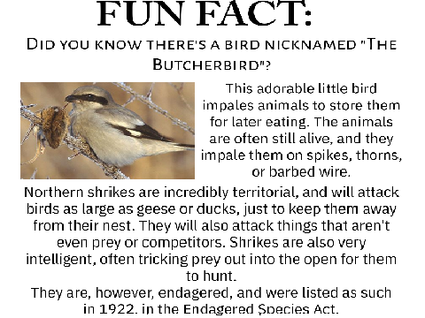 Fun Fact: The Butcherbird