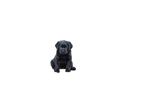 Scary dog bark