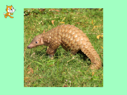 動物クイズ
