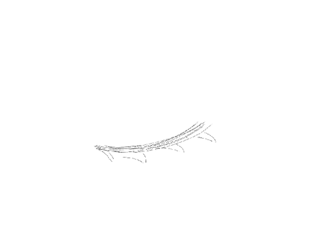 Rough animation