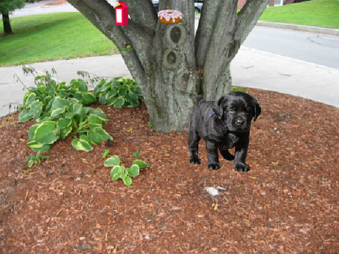 Virtual dog