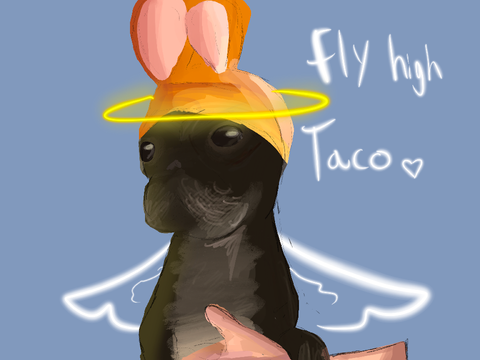 I love you Taco
