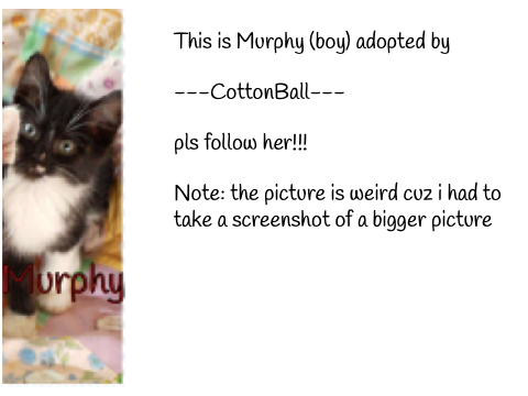 Newly adopted kitten!!!
