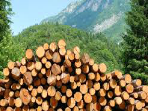 Timber