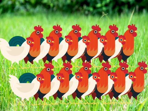 My chicken soldiers!