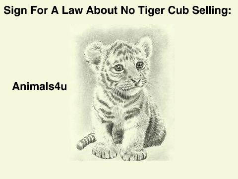 CLICK THIS NOW- SAVE THE TIGERS! remix