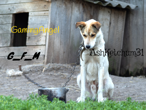 Sign this if your against Animal Abuse