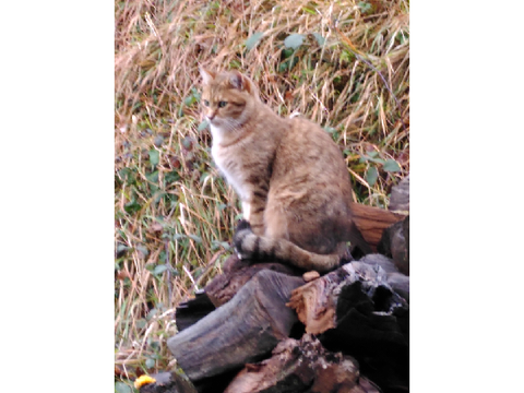 My cat (=^.^=)