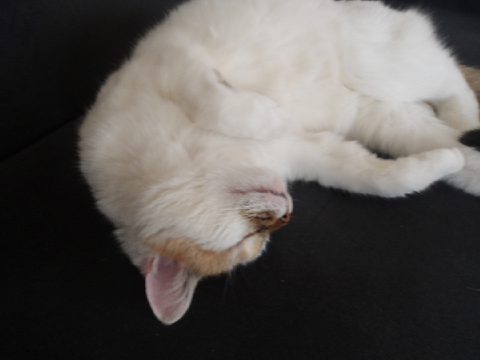 My cat (=^.^=)