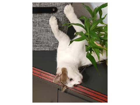 My cat (=^.^=)