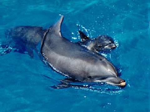 Creatures of the deep