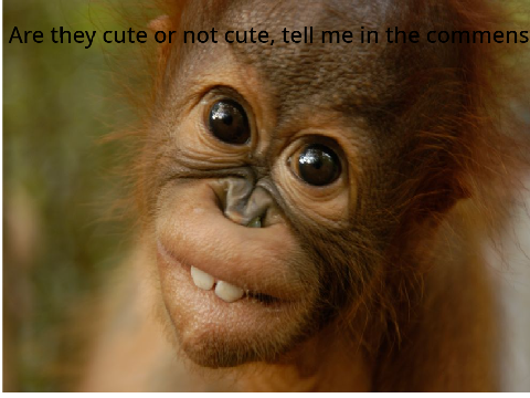 Orangutan pole