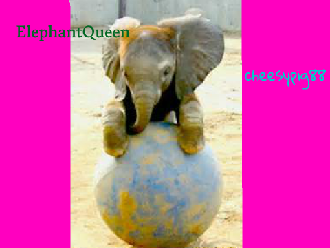 Sign here if you are Against Elephant Hunting!!! remix
