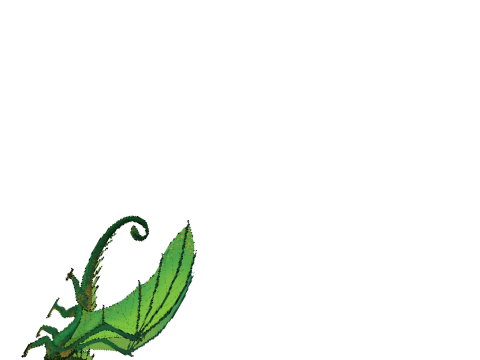 Sundew spinning 