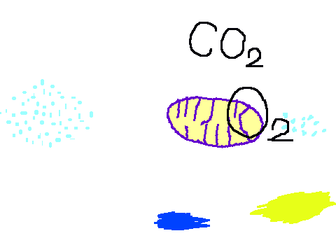respiration ethanr