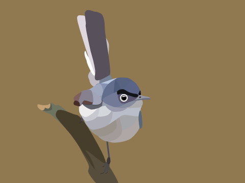 Blue gray gnatcatcher 
