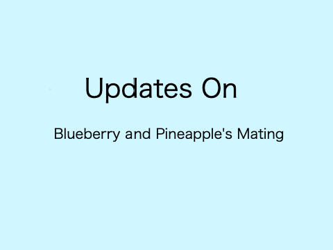 Budgie Mating Updates