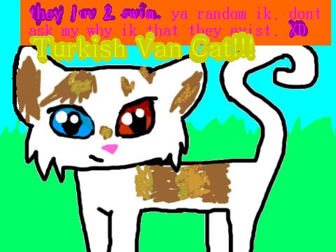 Turkish Van Cat :D