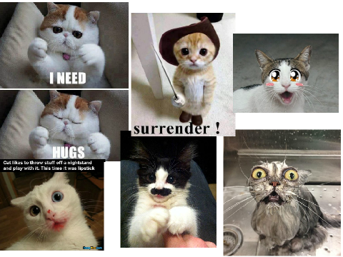 cat cats