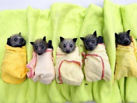 CUTE ANIMAL CONTEST????!!!!! Entry