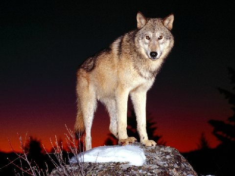 Save the wolves before they go! remix remix