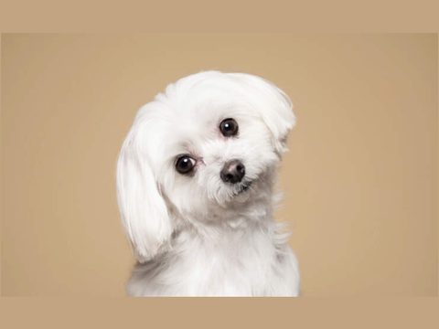 Dog Blockshade
