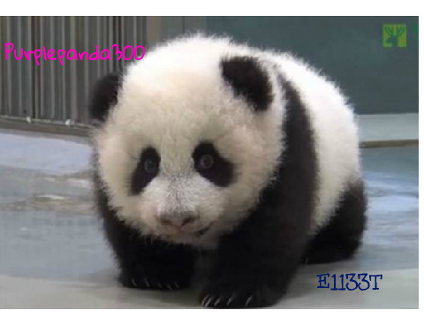 Sign if you are against PANDA POACHING! REMIX REMIX remix remix remix